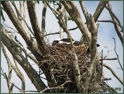 Check the eggs again