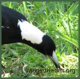 male-neck-down