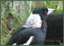 female-neck-up