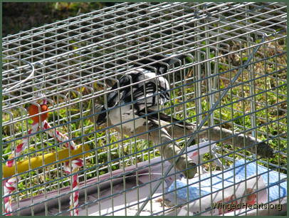 Butchie would hop on and off to get exercise Butchie would hop on and off to get exercise