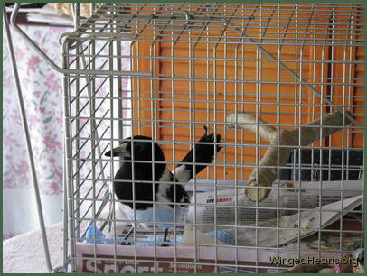 She liked looking out and told us who was visiting by using a different call for each bird She liked looking out and told us who was visiting by using a different call for each bird