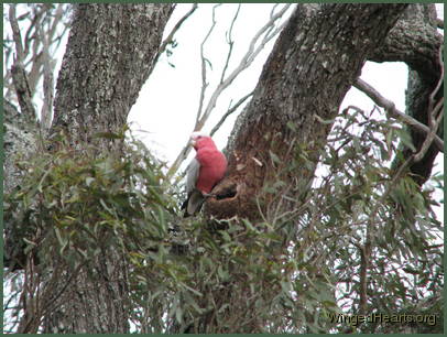 a galah bird sitting on edge of nest