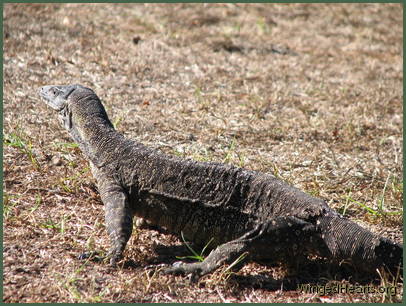 Isn't this a majestic creature?