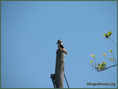Kookaburra