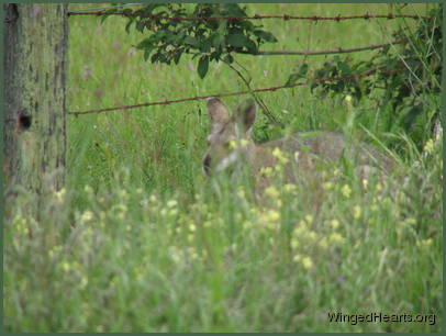 keeping a shy eye on us