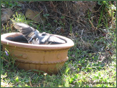 OMG! It's a bird! OMG! It's a bird!