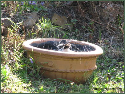 Who is it? Who is it?