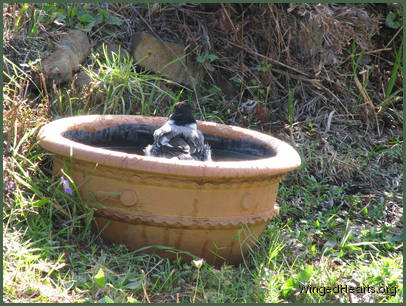 Is it Dimpy? Is it Dimpy?