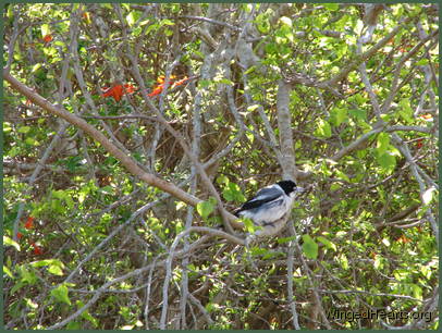 it's Larry! it's Larry!