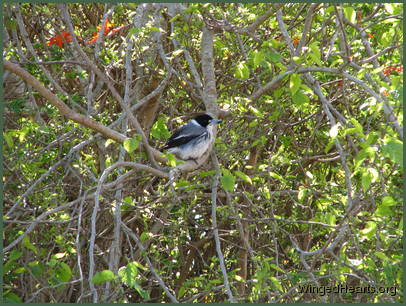 How has he managed to get here? How has he managed to get here?