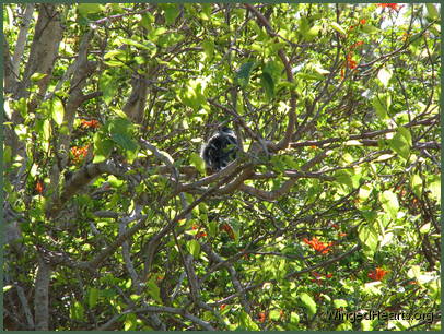 a quiet nap unobserved? a quiet nap unobserved?
