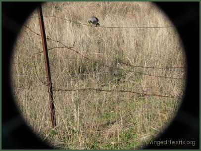 Minnie miner on fence warning me of a snake that I can't see