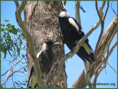 While Monty and Vicky look on