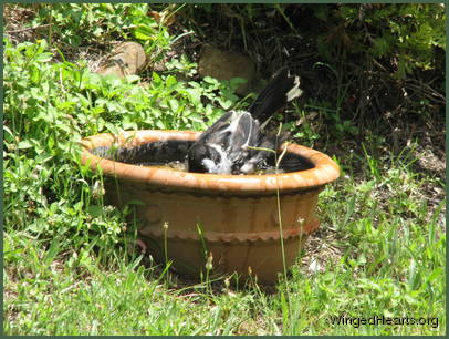 ..I can be a duck too..