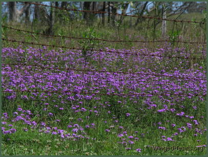 Blossoms all around