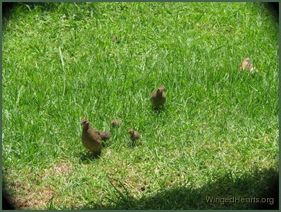 quail family