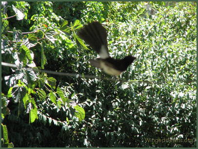 Willie Wagtail