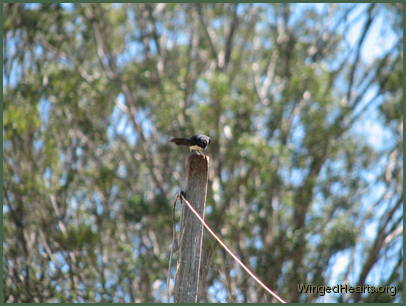 Willie Wagtail