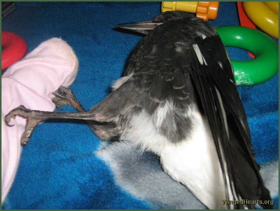 Gypsy magpie - playing