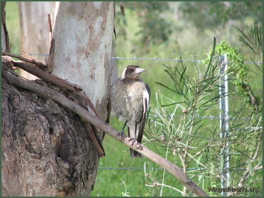 Shelly climbs on to a tree trunk