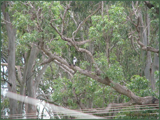 Shelly magpies flies into the trees again