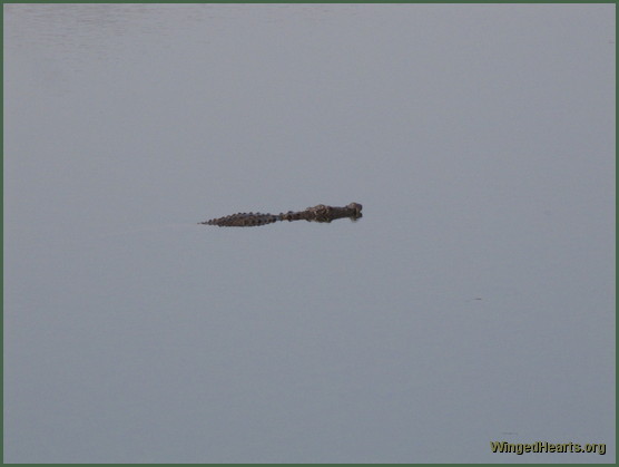 crocodile at ranthambore