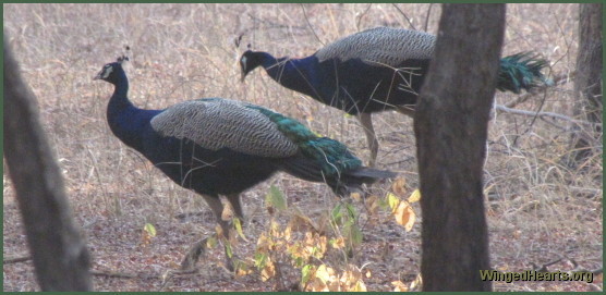 peacocks at Ranthambore