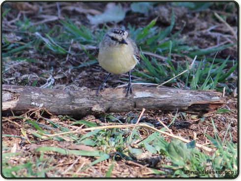 A thornbill says hello