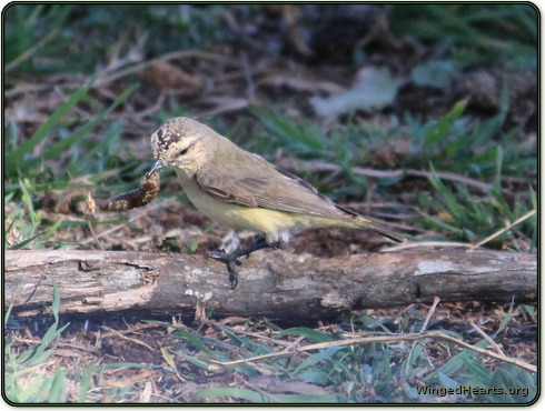 Thornie kills a grub