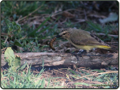 Thornie kills a grub