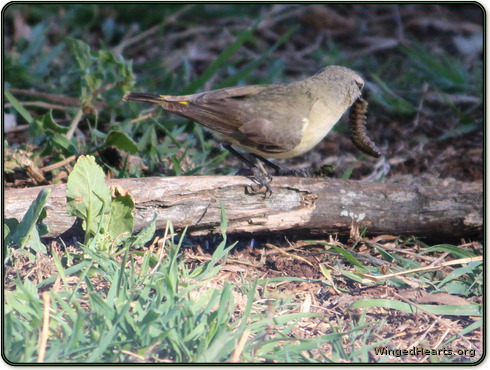 Thornie shows us the grub