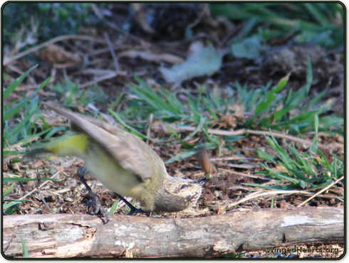 Thornie kills a grub