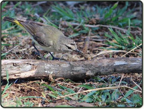 Thornie kills a grub