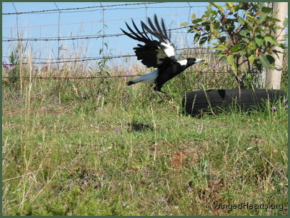 Maggie magpie flying