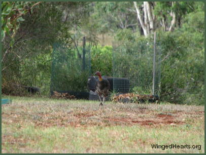 Here comes Buffy The Brush Turkey