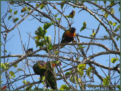 while Rainbow lorikeets are sorting