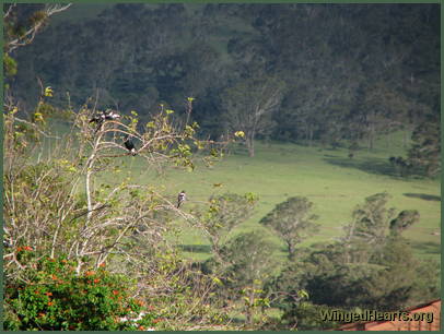 the whole valley is green - for a few weeks at least