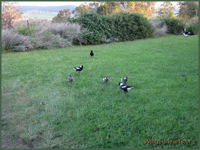 Billy's brood is growing up