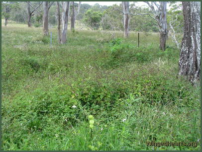 filling the bushy landscape