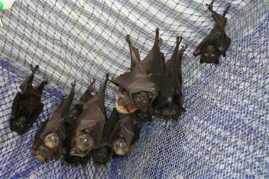 Bats in Batavia