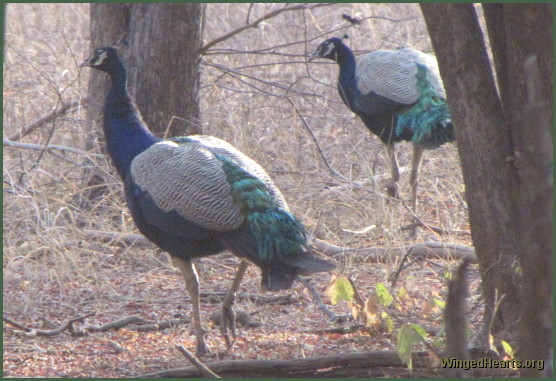 peacocks at Ranthambore